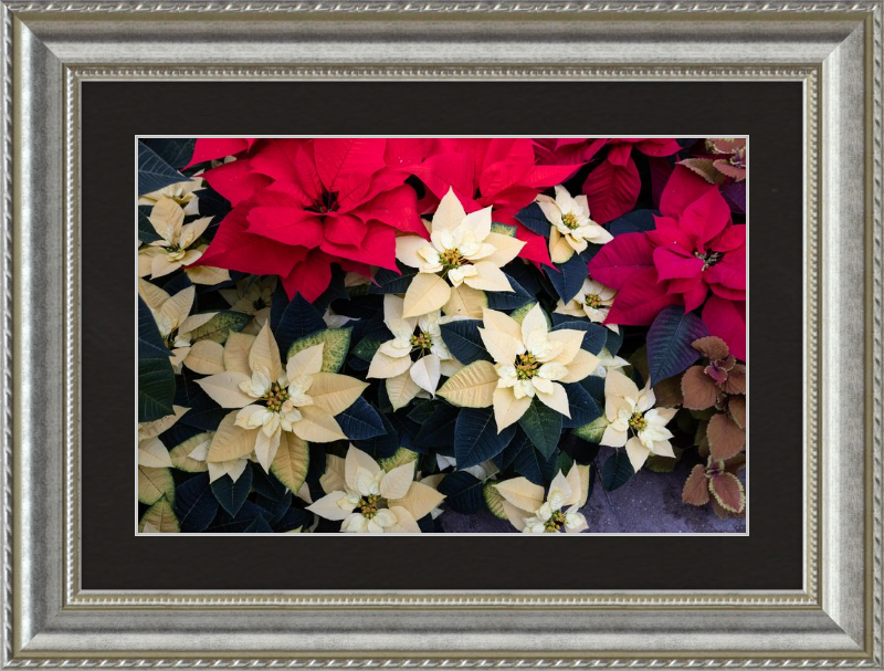 Poinsettia Perfect
