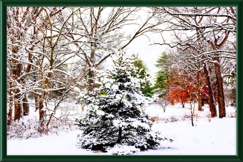 Evergreen Trees Loving the Snowfall