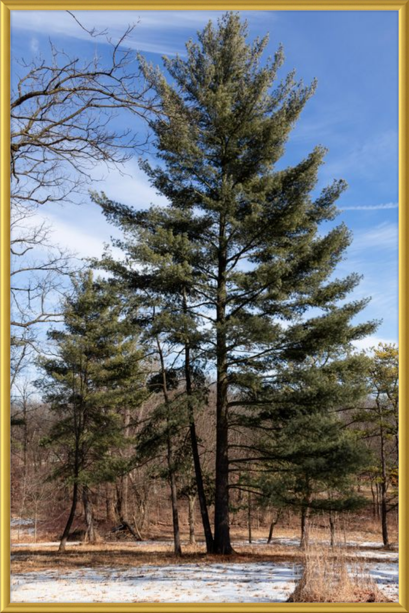 Evergreen. Enduring. Eternal