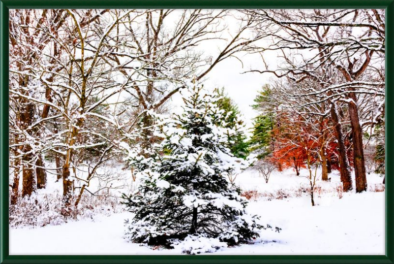 Evergreen Trees Loving the Snowfall
