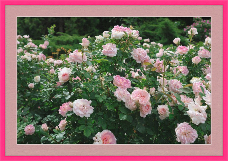 Mama Loved the Roses