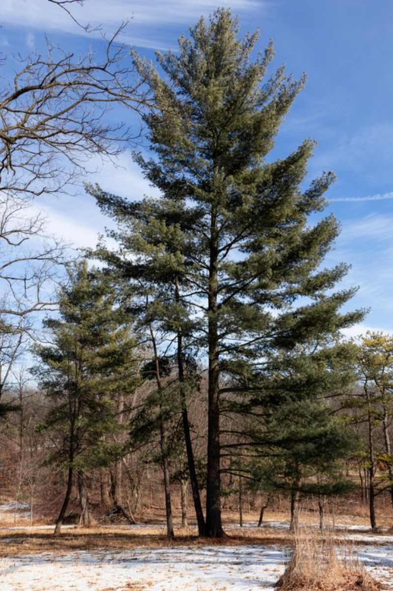 Evergreen. Enduring. Eternal