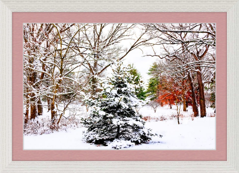 Evergreen Trees Loving the Snowfall