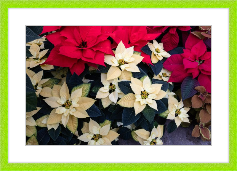 Poinsettia Perfect