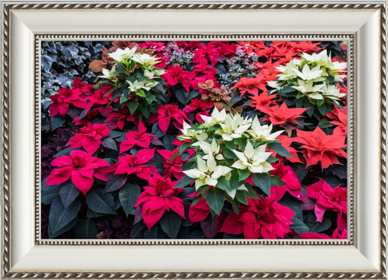 Poinsettias Peek at Boo