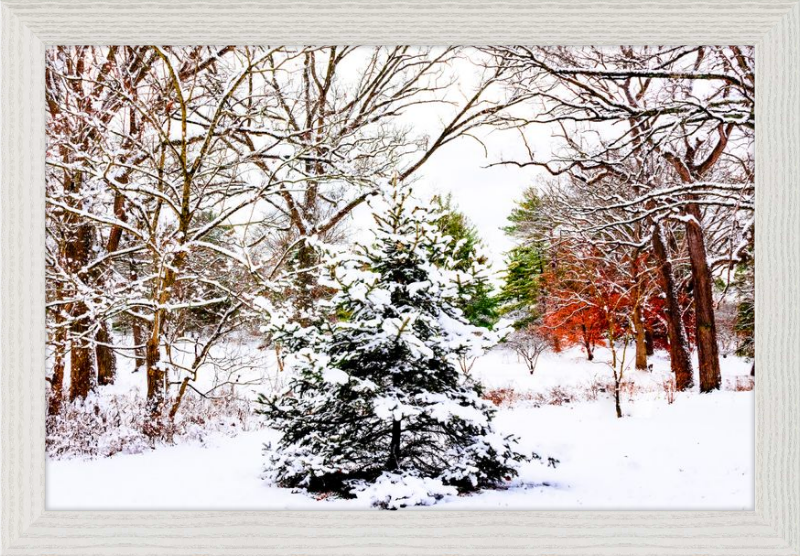 Evergreen Trees Loving the Snowfall