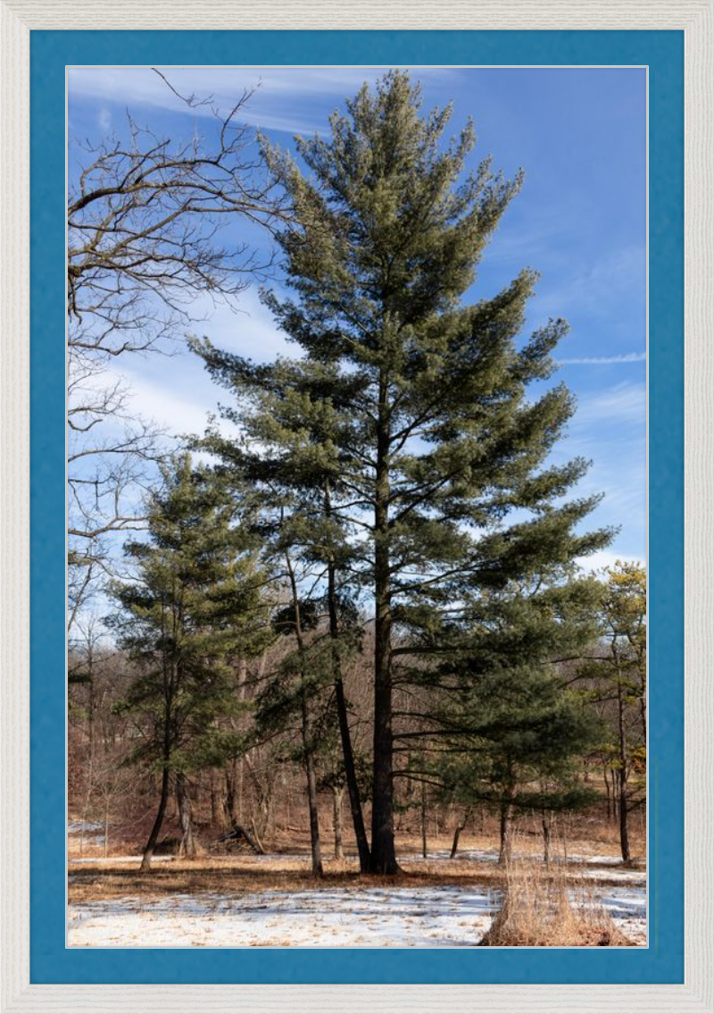 Evergreen. Enduring. Eternal