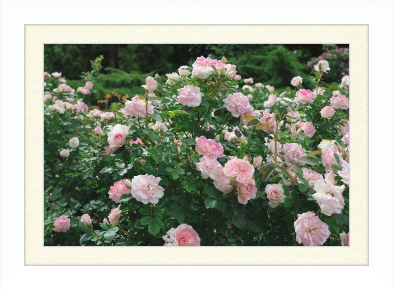 Mama Loved the Roses