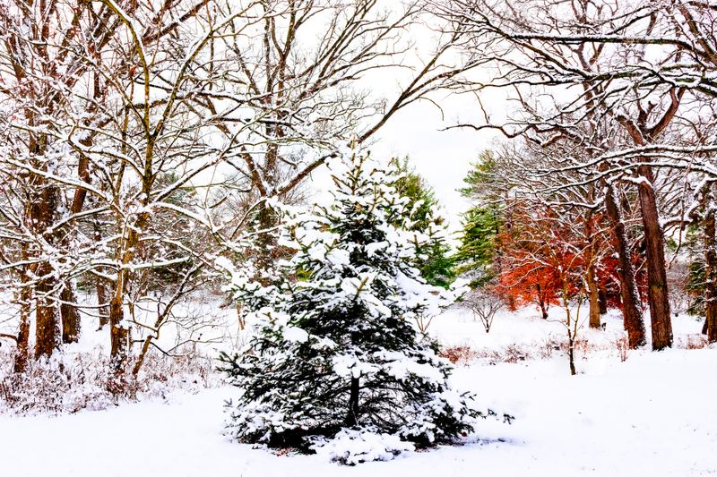 Evergreen Trees Loving the Snowfall