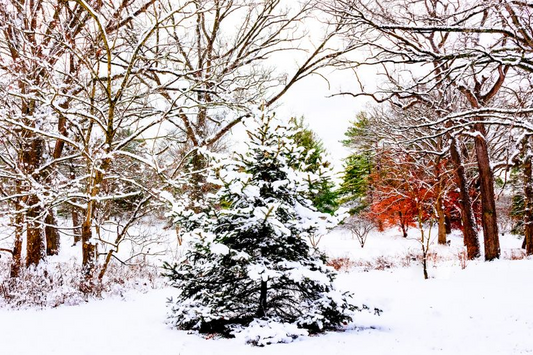 Evergreen Trees Loving the Snowfall